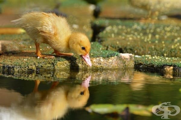 20 сладки животни, които мечтаят вече за пролетта