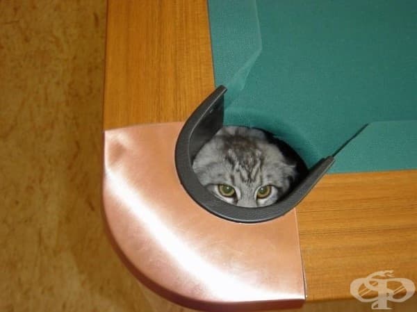 23 нинджа котки, овладели древното изкуство нинджицу