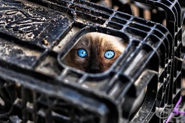 23 нинджа котки, овладели древното изкуство нинджицу