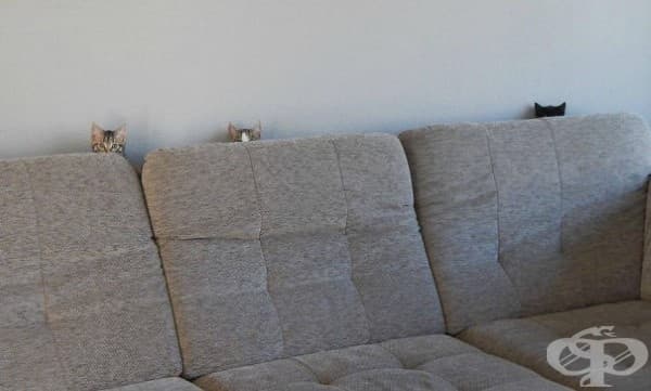 23 нинджа котки, овладели древното изкуство нинджицу