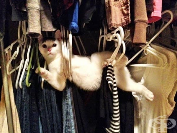 23 нинджа котки, овладели древното изкуство нинджицу