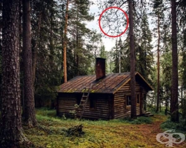 Обзалагаме се, че не можете да намерите всички животни в тези снимки