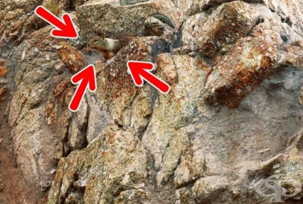 Обзалагаме се, че не можете да намерите всички животни в тези снимки