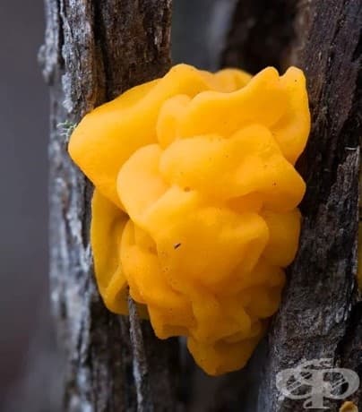 Tremella mesenterica