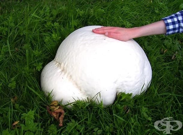 Calvatia gigantea