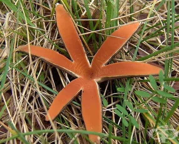 Chorioactis