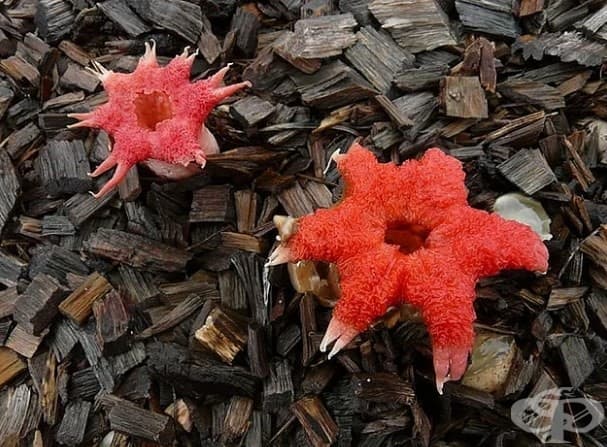 Aseroe rubra