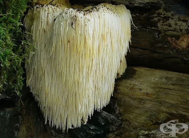 Hericium Erinaceus