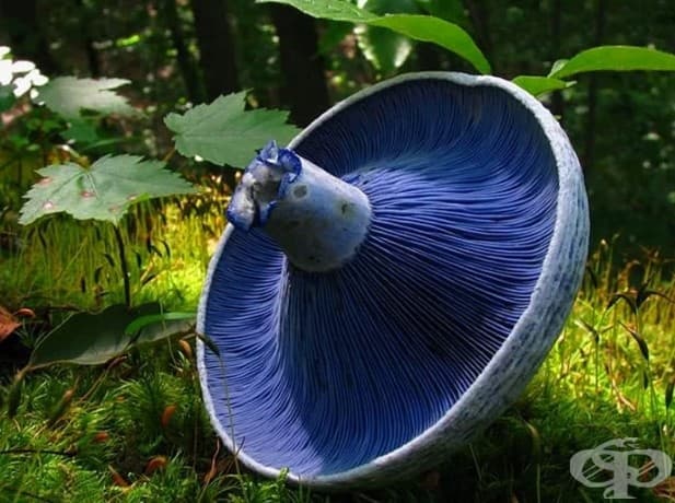 Lactarius indigo