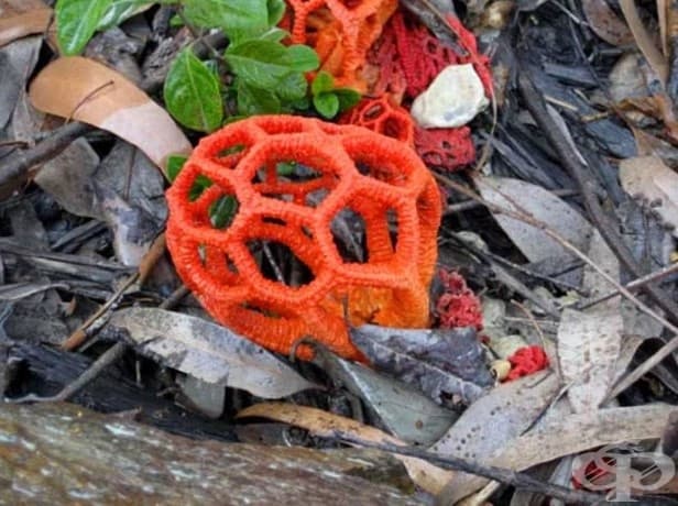 Clathrus ruber