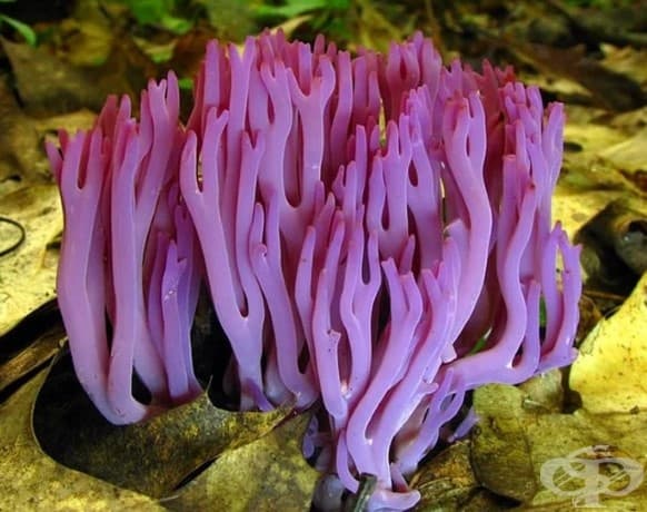 Clavaria zollingeri