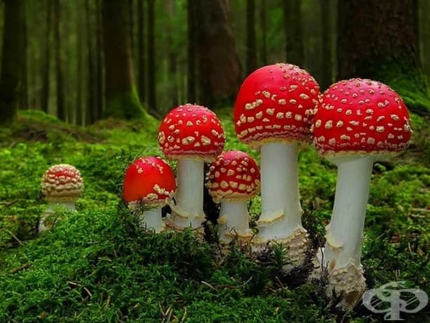 Amanita muscaria