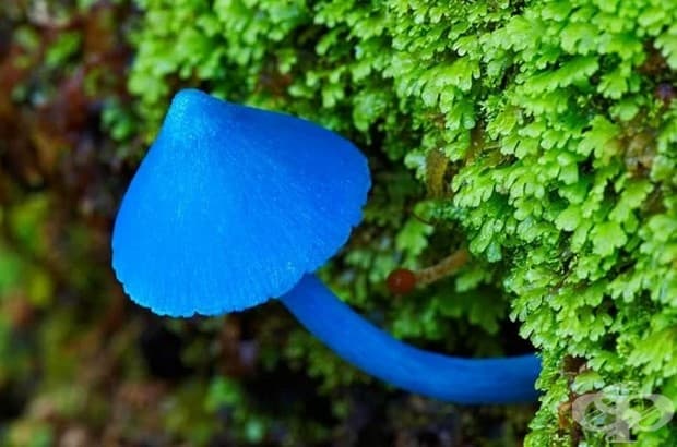 Entoloma hochstetteri