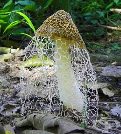 Phallus indusiatus