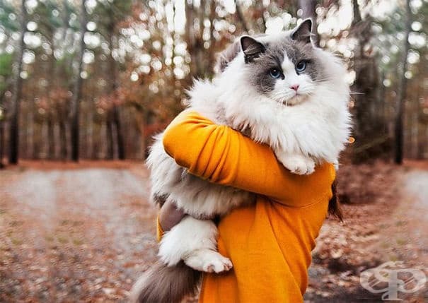 20 от най-пухкавите котки в света