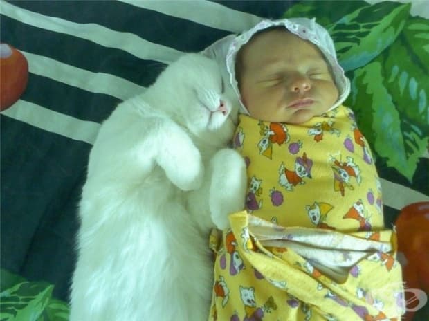 Родителите, които имат домашен любимец знаят, че той ще се грижи за бебето, както би направила мама. Котките например, са много добри в успокояването.