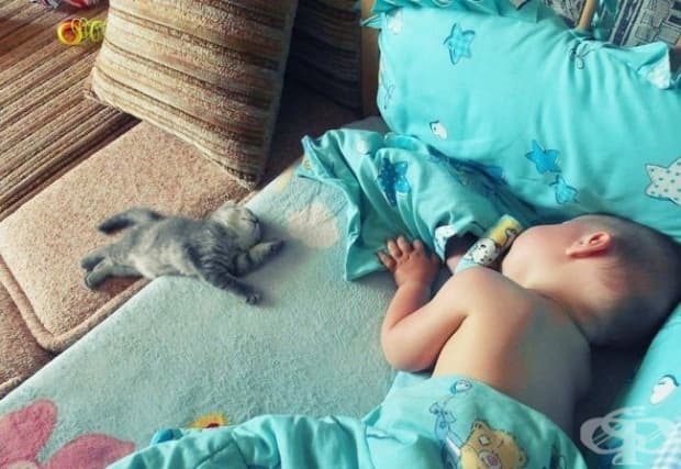 Дори малките котенца знаят как да помогнат!