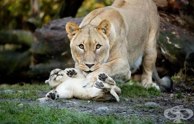 22 фотографии, които доказват, че родителската любов е универсална!