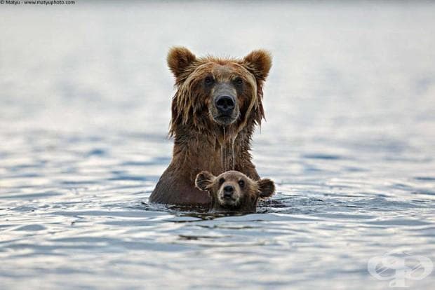 22 фотографии, които доказват, че родителската любов е универсална!