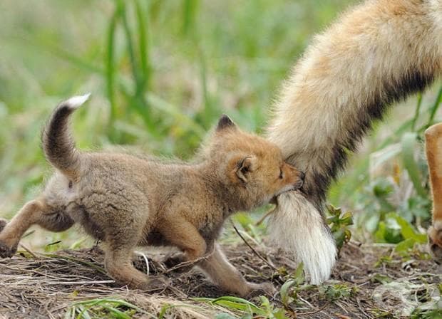 22 фотографии, които доказват, че родителската любов е универсална!