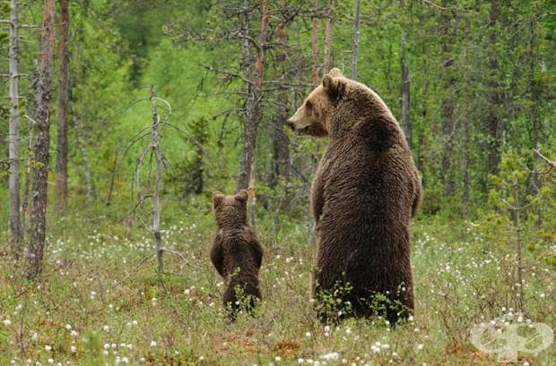 22 фотографии, които доказват, че родителската любов е универсална!
