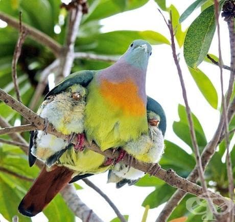 22 фотографии, които доказват, че родителската любов е универсална!