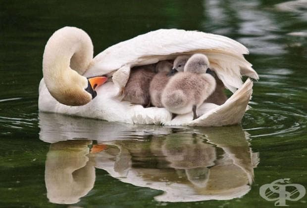 22 фотографии, които доказват, че родителската любов е универсална!