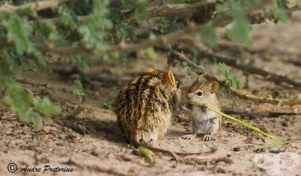 22 фотографии, които доказват, че родителската любов е универсална!