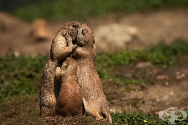 22 фотографии, които доказват, че родителската любов е универсална!