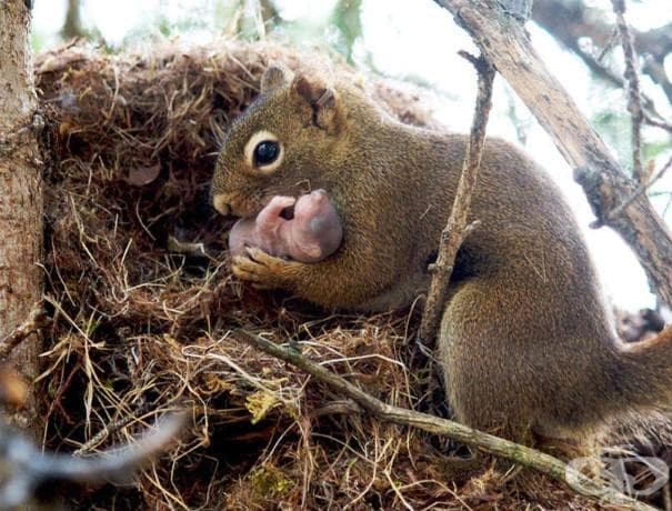 22 фотографии, които доказват, че родителската любов е универсална!