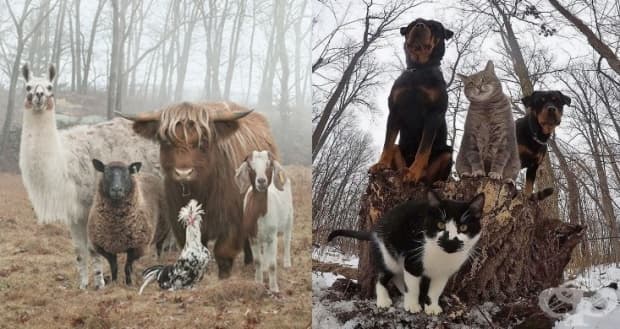 10 снимки на животни, които приличат на рок, рап и метъл банди