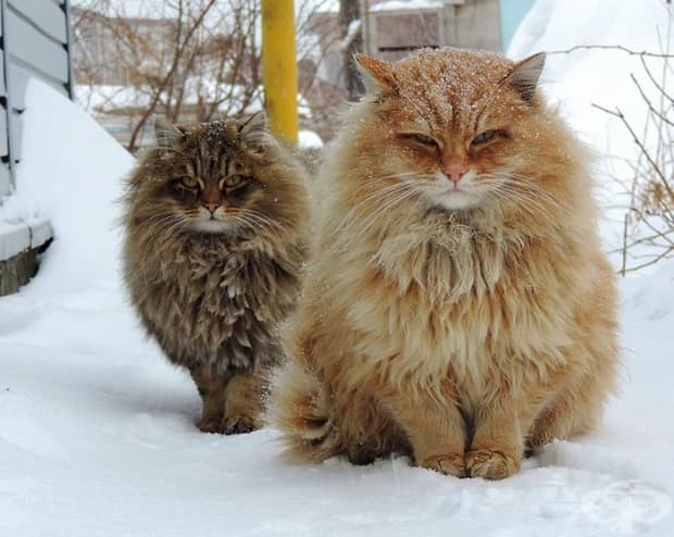 Финландска метъл банда.