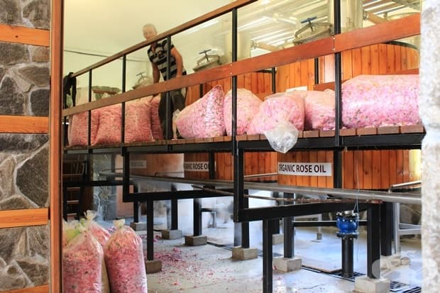 Производство на розово масло в сърцето на България