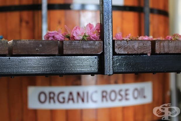 Производство на розово масло в сърцето на България