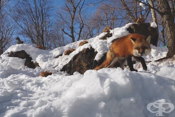 Вижте японското село на лисиците – най-пухкавото място на света