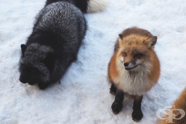 Вижте японското село на лисиците – най-пухкавото място на света