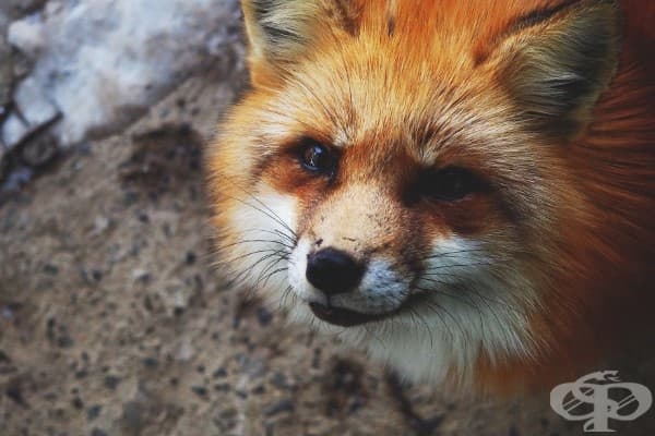 Вижте японското село на лисиците – най-пухкавото място на света