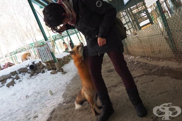 Вижте японското село на лисиците – най-пухкавото място на света