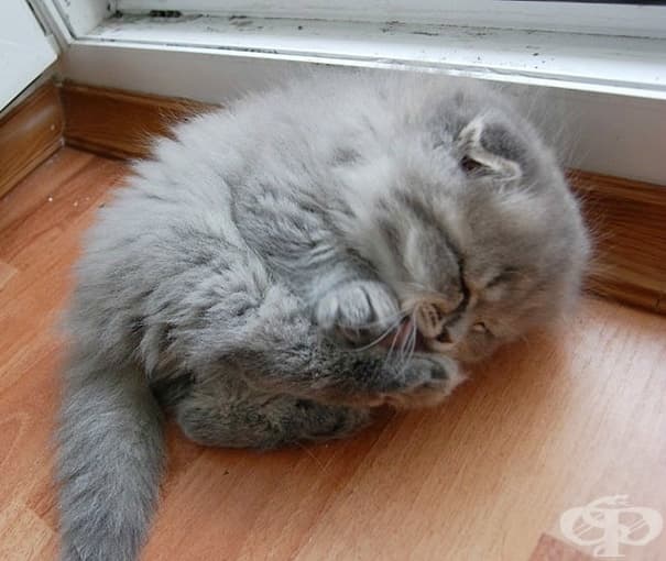 Вижте най-сладките котенца на света