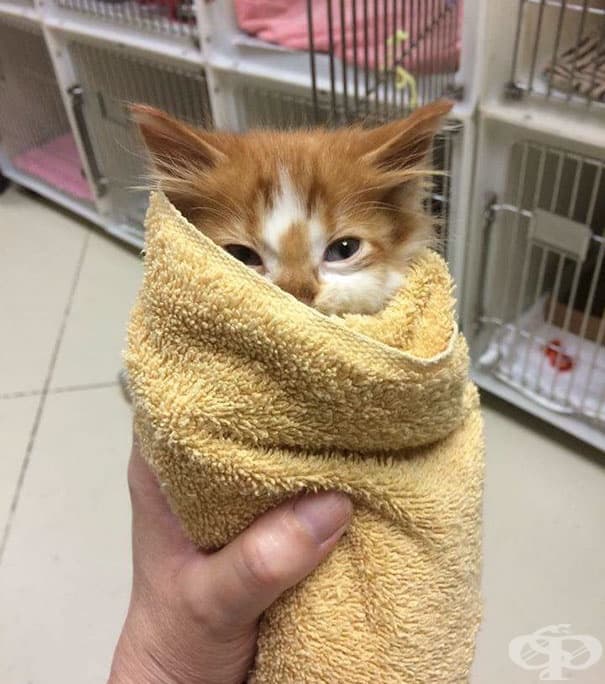 Вижте най-сладките котенца на света