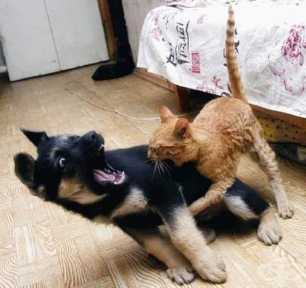 Котките все още са мистерия.