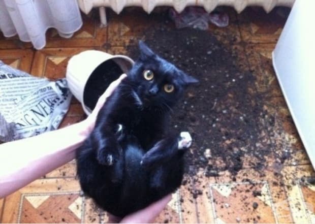Току що извадих котка от саксията с пръст. Тази година реколтата е добра.