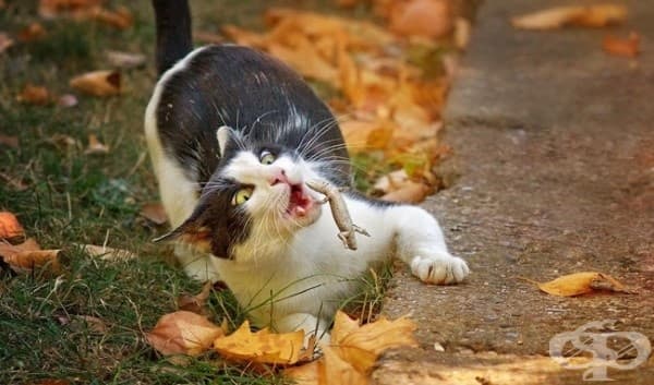 Не съм храна за котки!