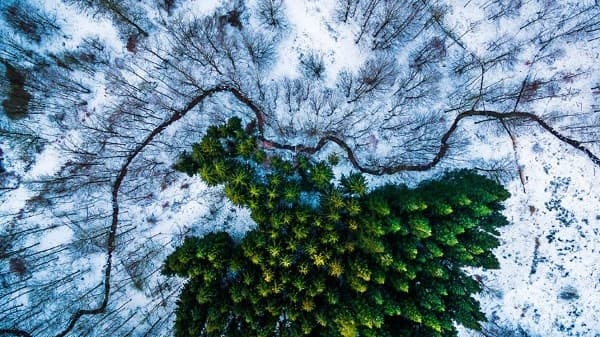 1-ва награда – категория Природа: Гората Калбирис, Дания
