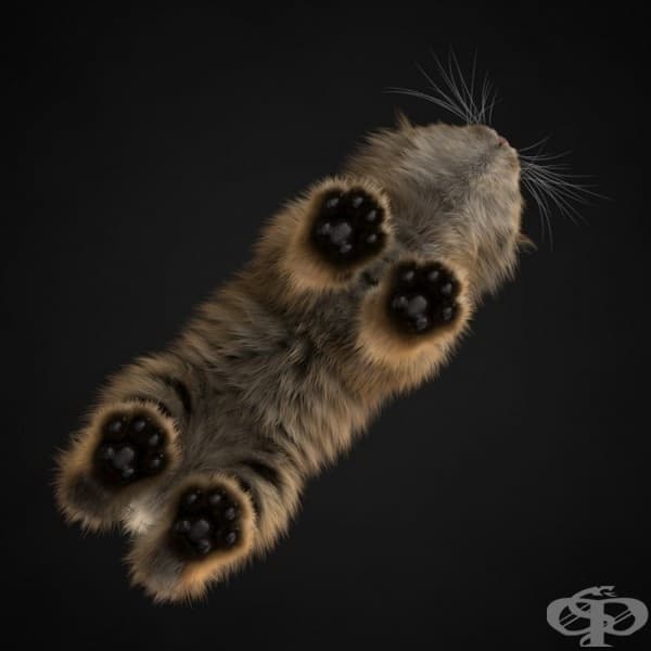 Коте, гледано отдолу.