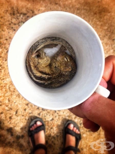 25 животни, които са имали тежък ден