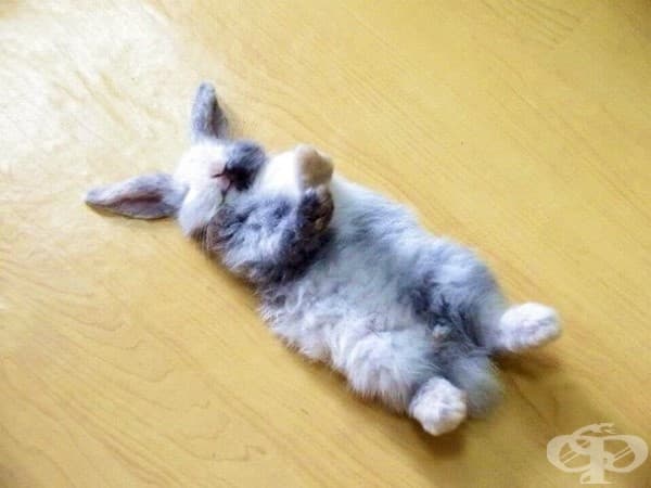 25 животни, които са имали тежък ден