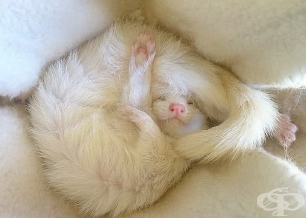 25 животни, които са имали тежък ден