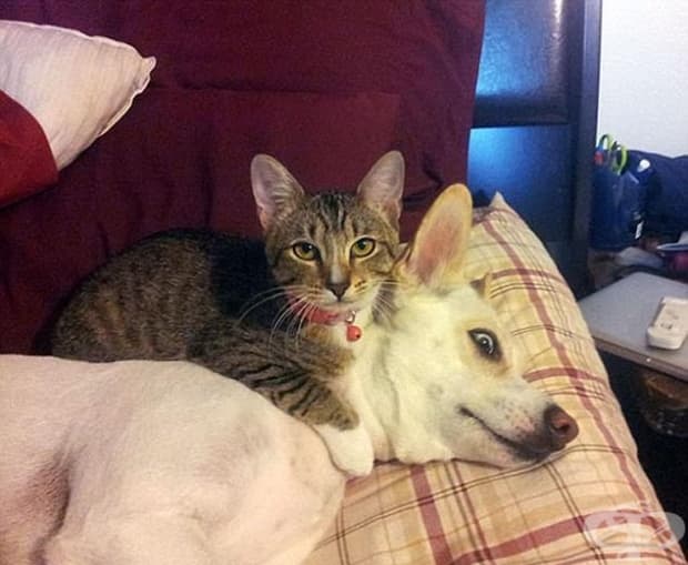 Горкото момче – кучето изглежда ужасено, а на котката не й пука.