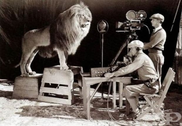 Заснемане на логото на филмовата компания Metro-Goldwyn-Mayer
